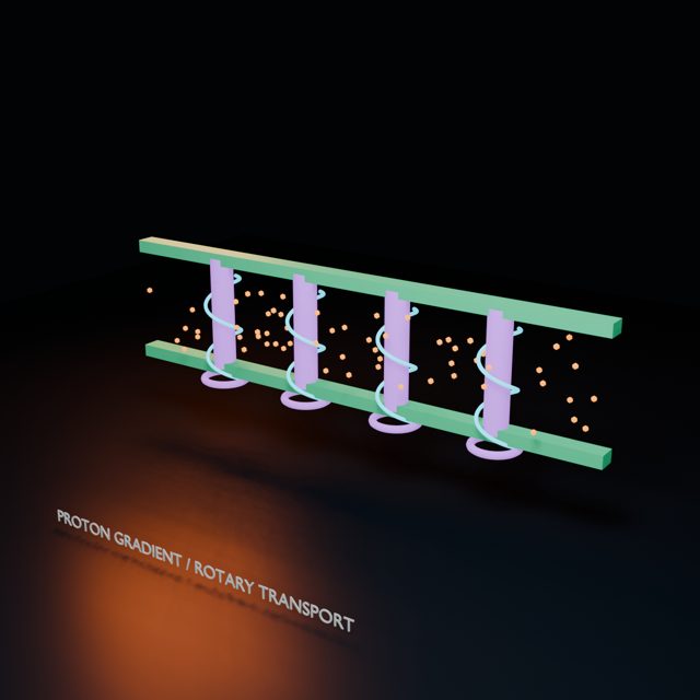 Particles descending through rotary membrane channels